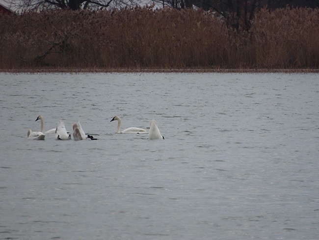 Trumpeter Swan - ML612505798