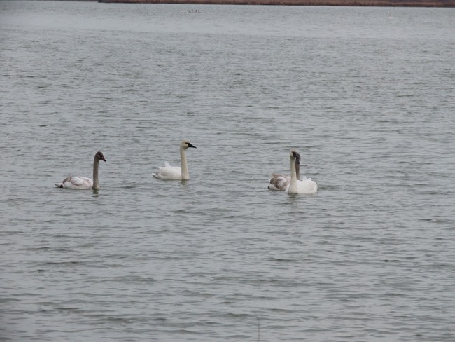 Trumpeter Swan - Nancy Anderson