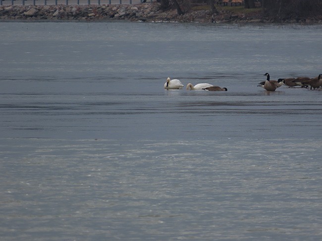 Trumpeter Swan - ML612505810