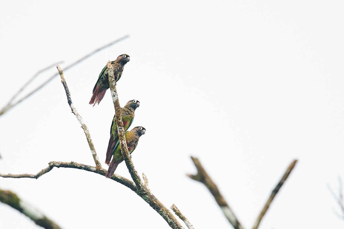 Maroon-bellied Parakeet (Maroon-tailed) - Nick Hamatake