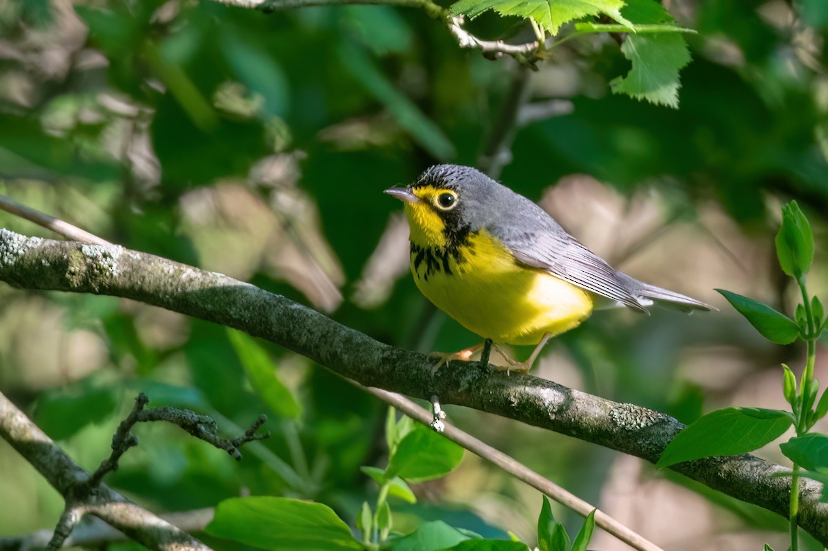 Canada Warbler - ML612505878