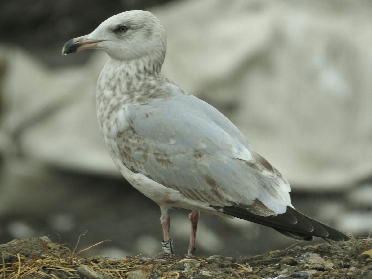 Goéland argenté - ML612505920