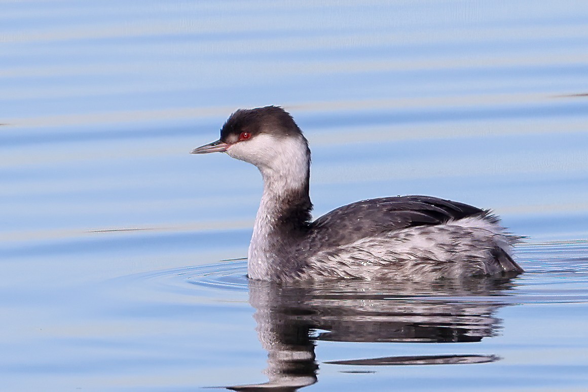 Horned Grebe - ML612505933