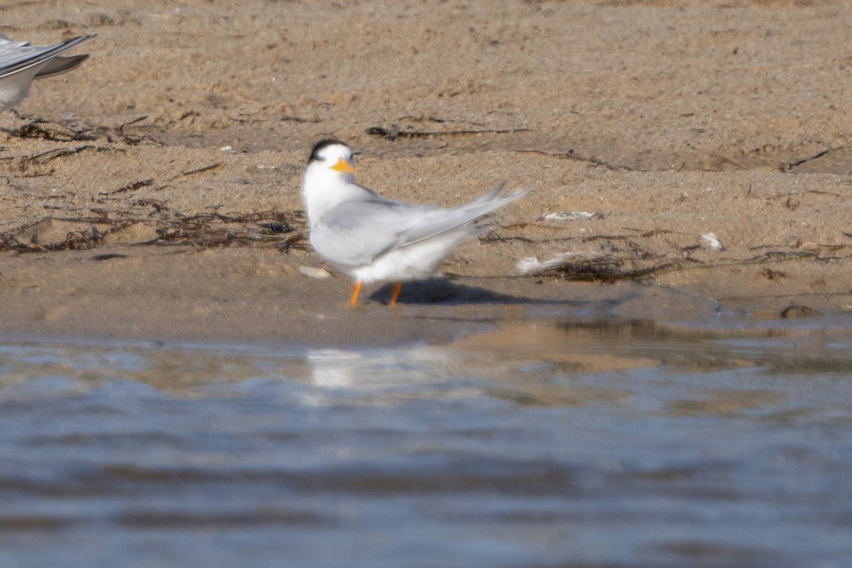 Australian Fairy Tern - ML612506028