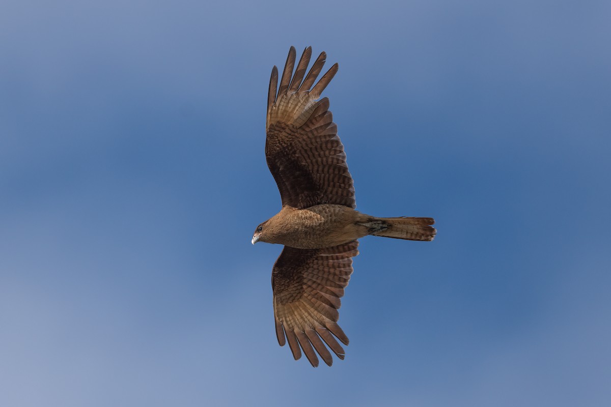 Caracara chimango - ML612506080