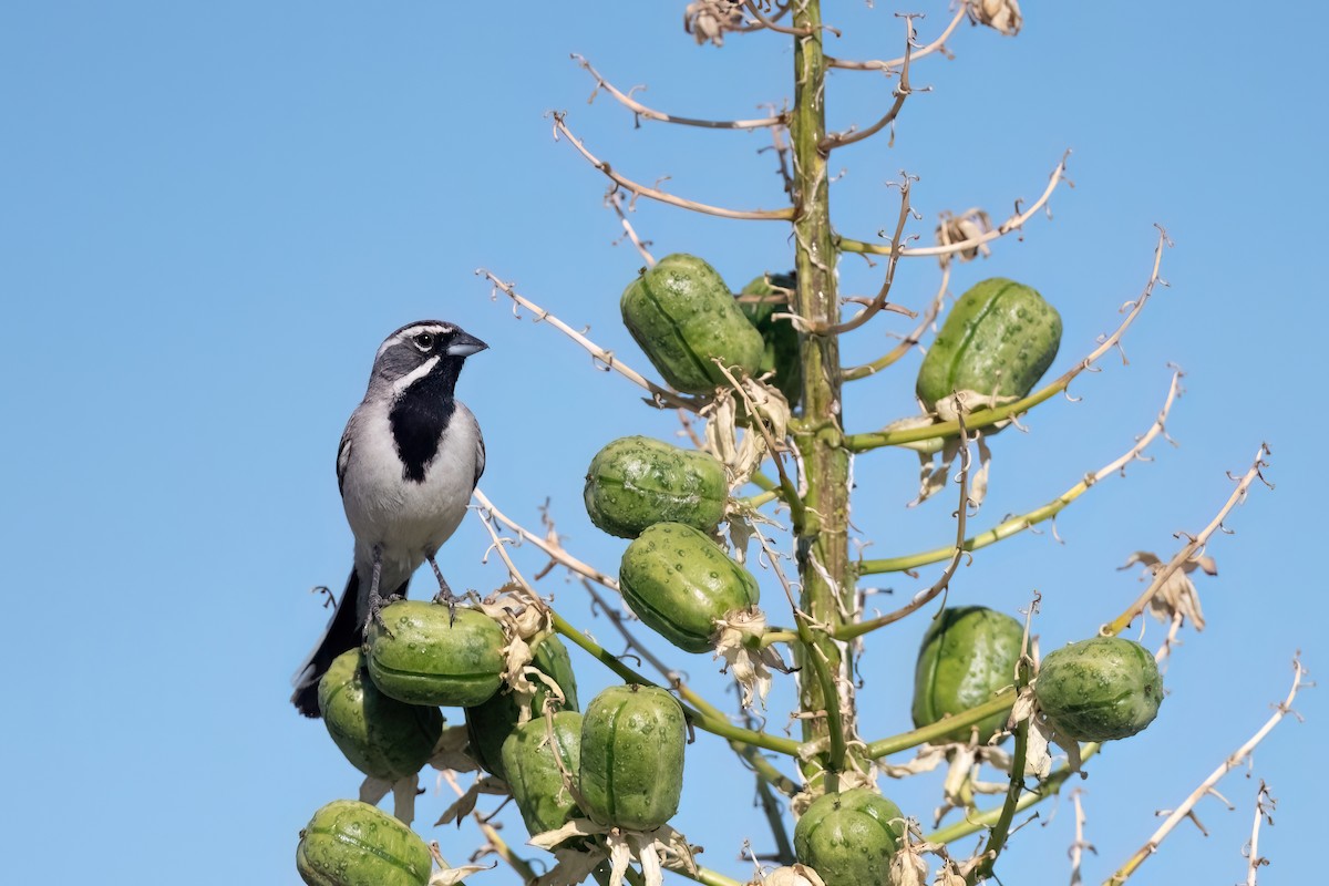 Black-throated Sparrow - ML612506082