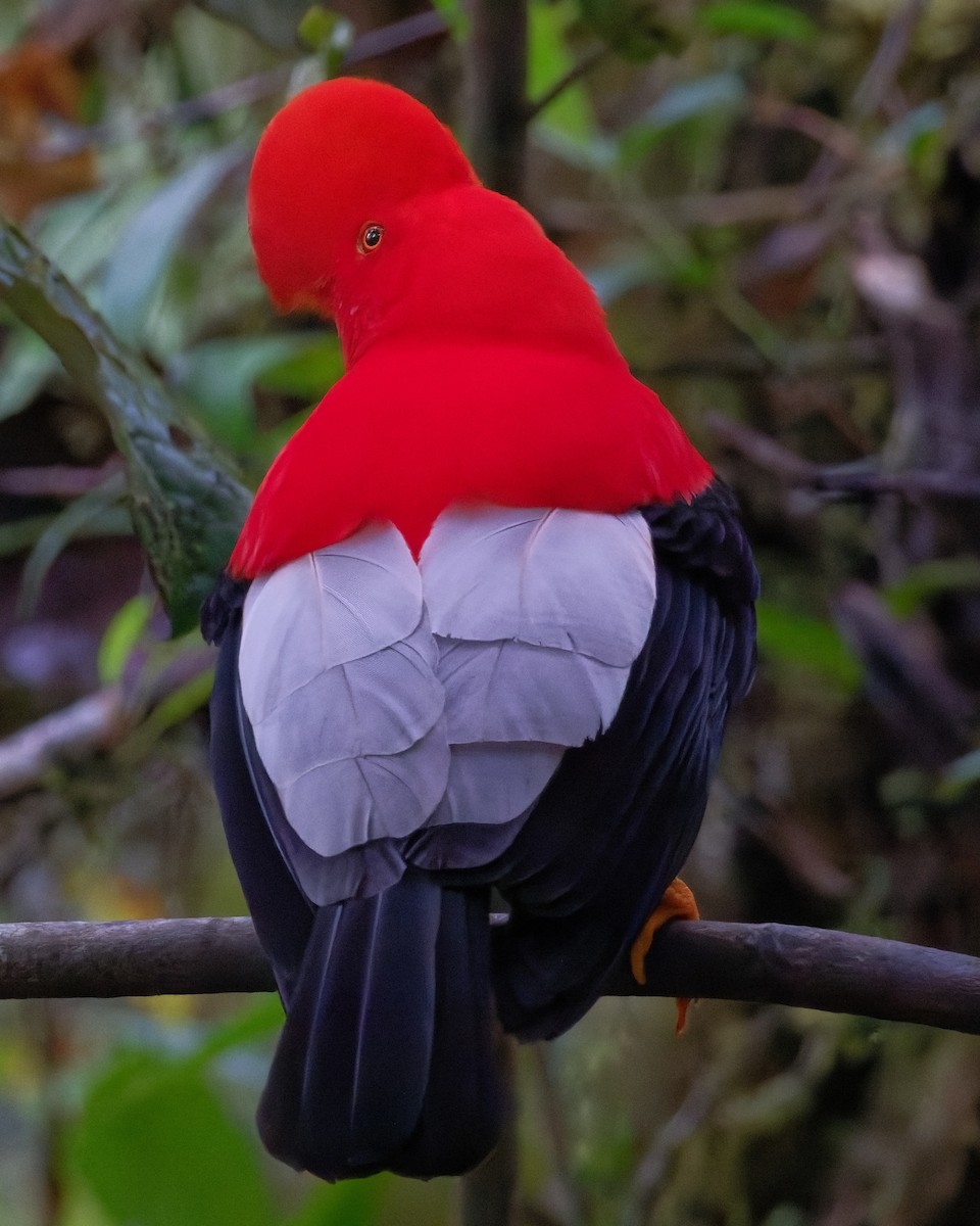 Andean Cock-of-the-rock - ML612506154