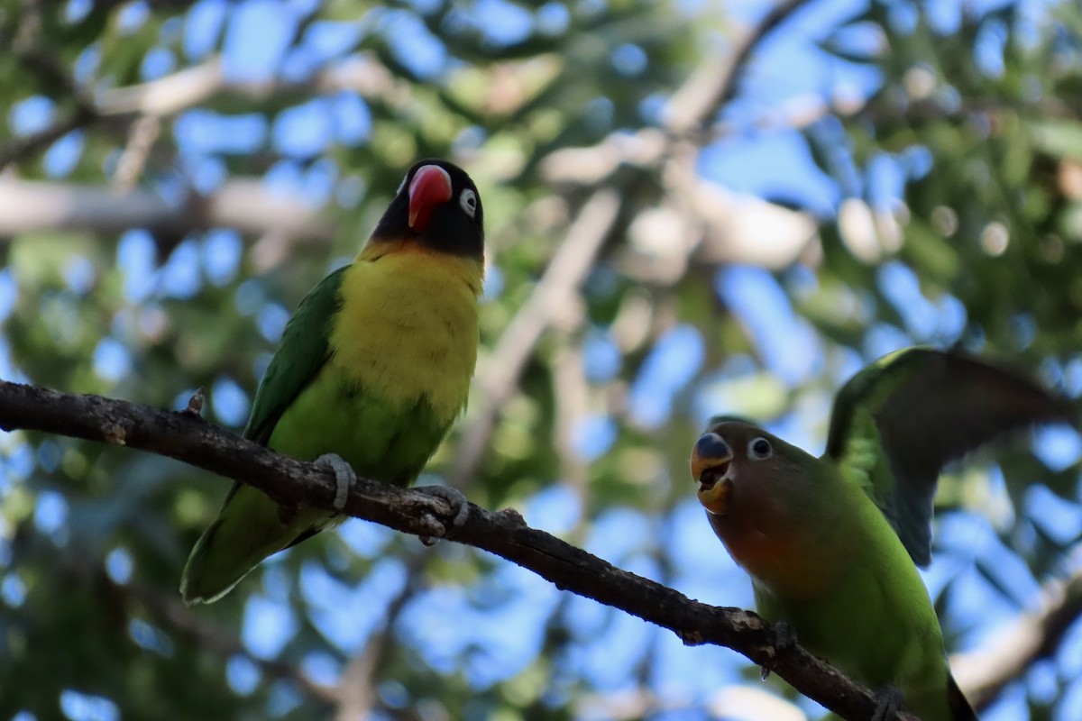 Yellow-collared Lovebird - ML612506167