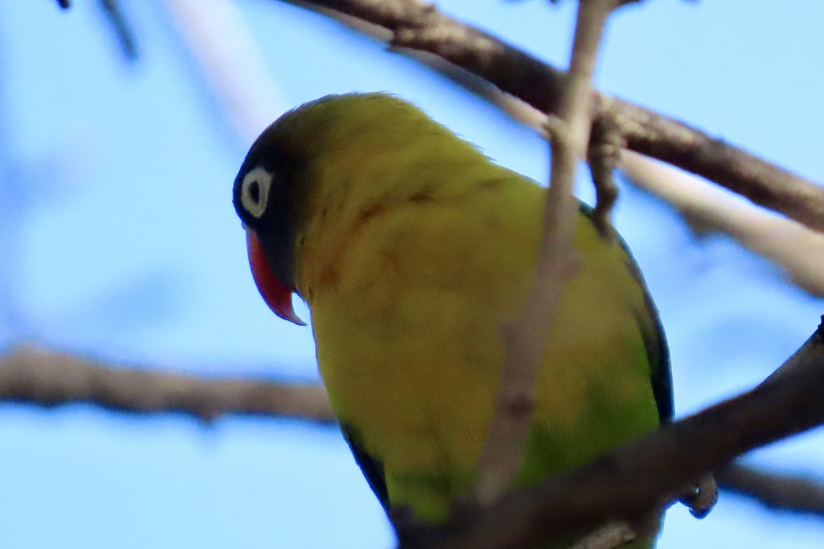 Yellow-collared Lovebird - Jonathan Montgomery