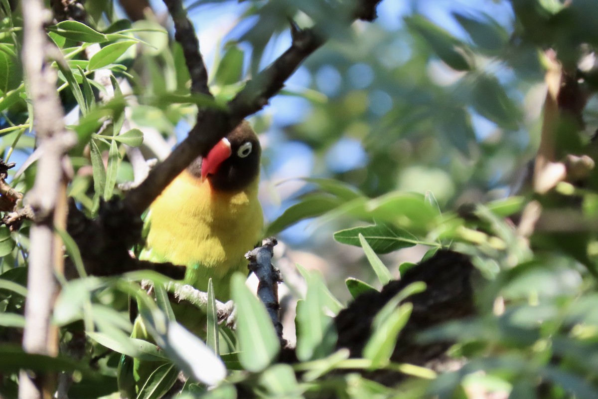 Yellow-collared Lovebird - Jonathan Montgomery