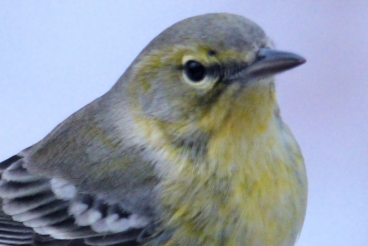 Pine Warbler - ML612506244