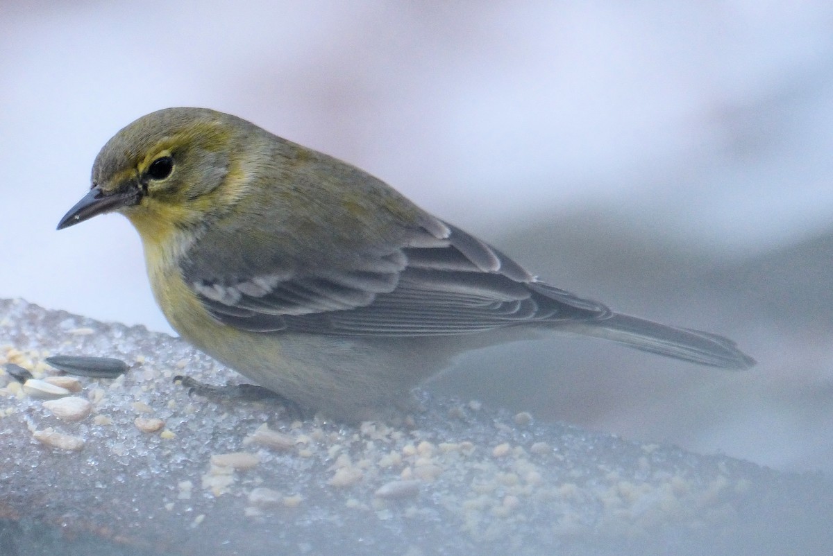 Pine Warbler - Donald Codling