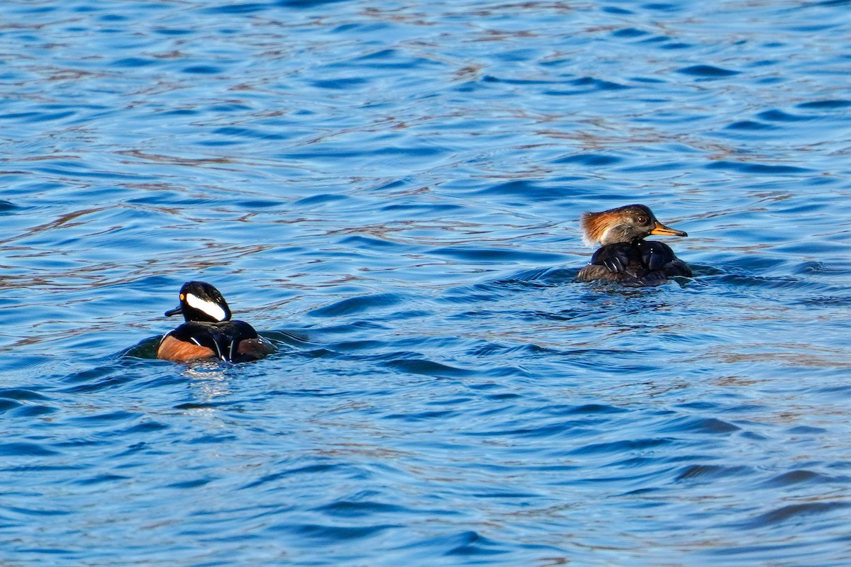 Hooded Merganser - ML612506270