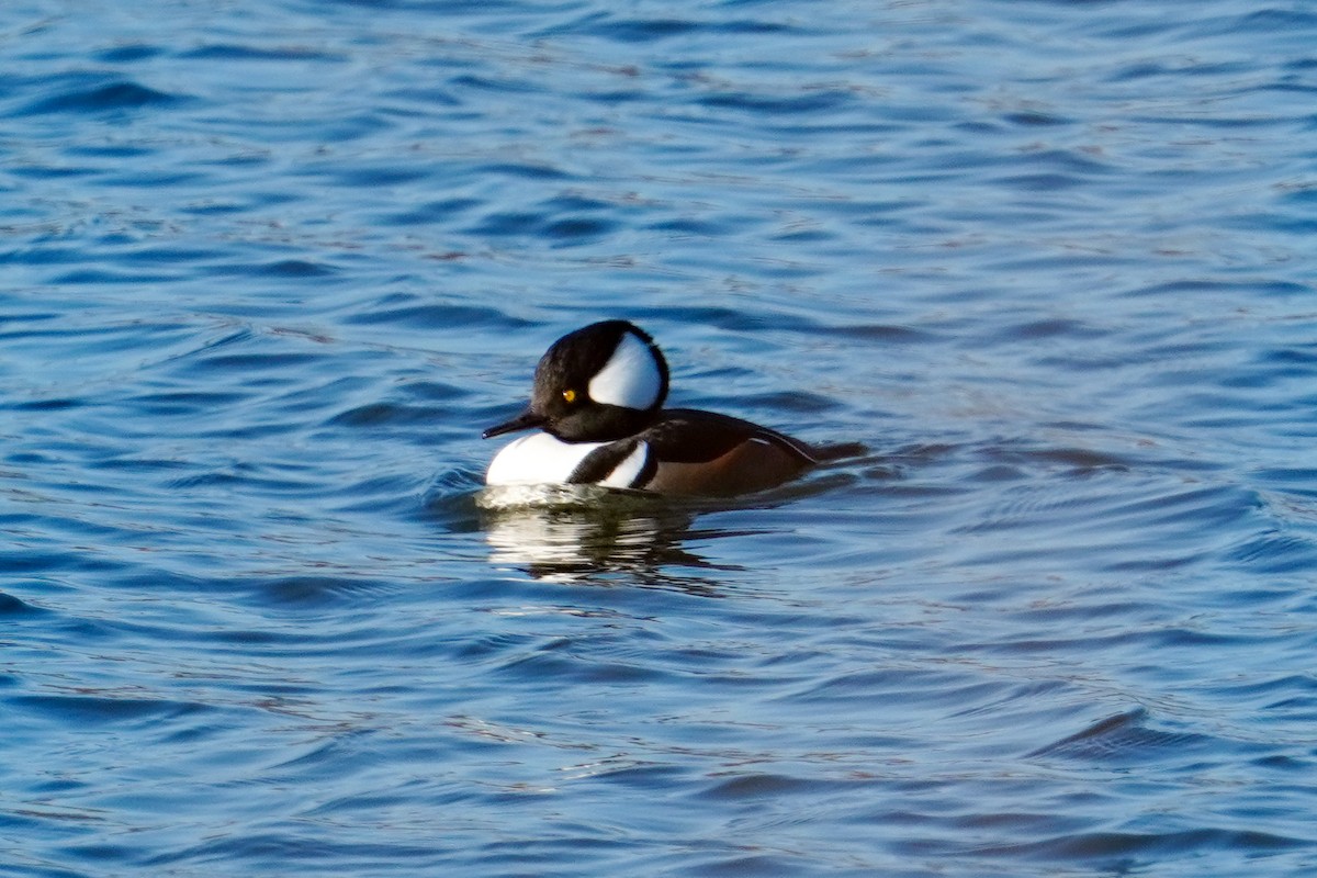 Hooded Merganser - ML612506271