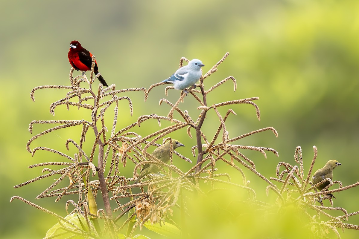 Black-bellied Tanager - Jose Juan Pamplona