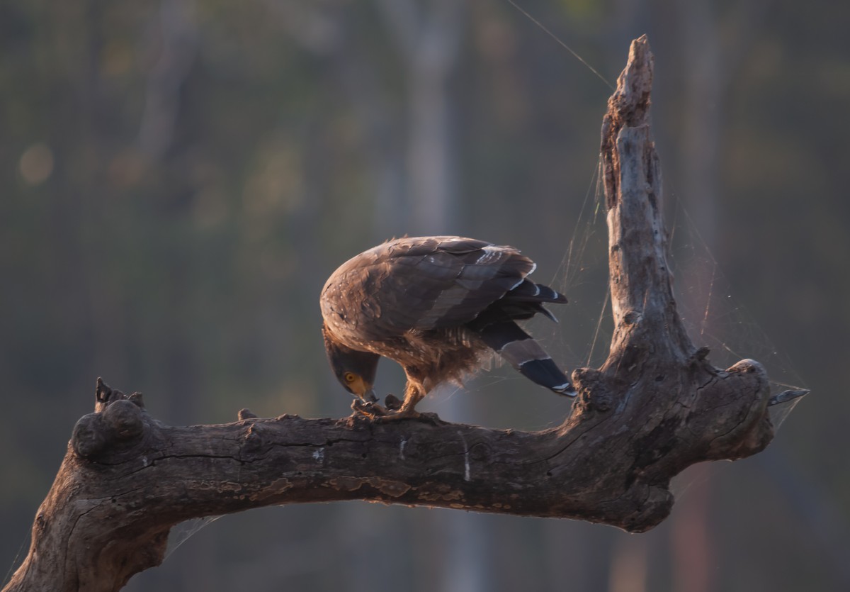 Crested Serpent-Eagle - ML612506275