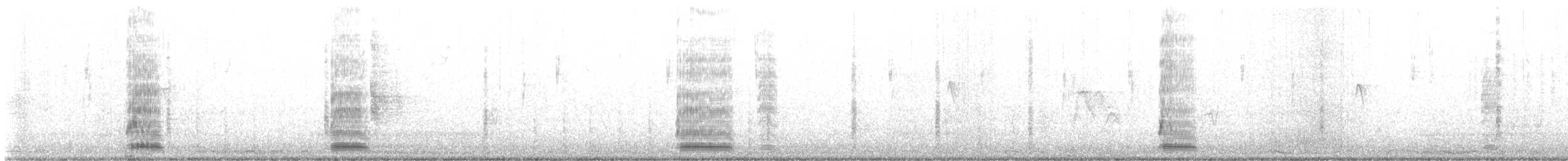 אווז אפור x ברבורי (מבוית) - ML612506286