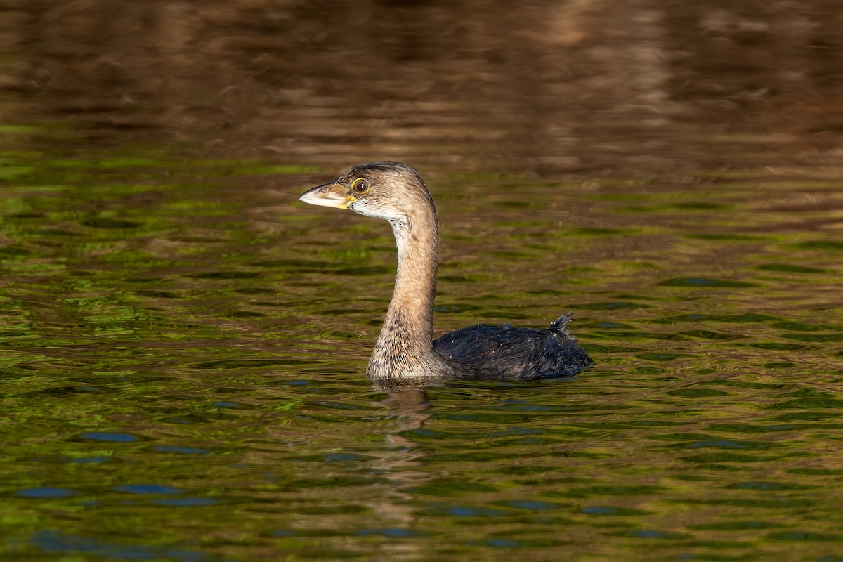 Pied-billed Grebe - ML612506341