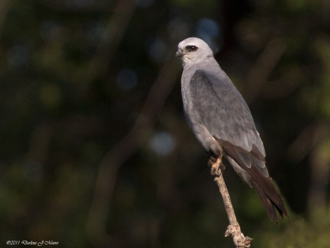 Mississippi Kite - Darlene J McNeil