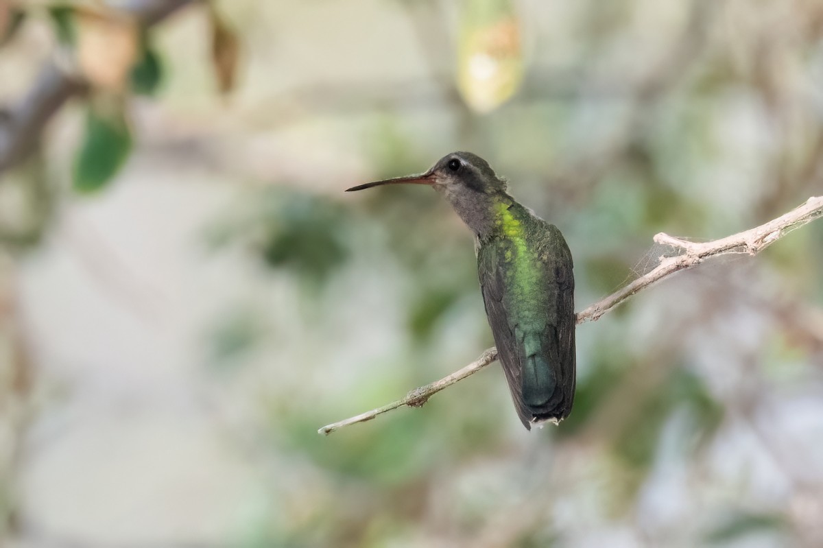 Broad-billed Hummingbird - ML612506513