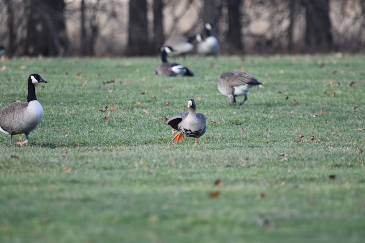 Greater White-fronted Goose - ML612506622
