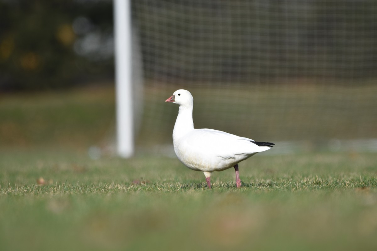 Ross's Goose - ML612506628