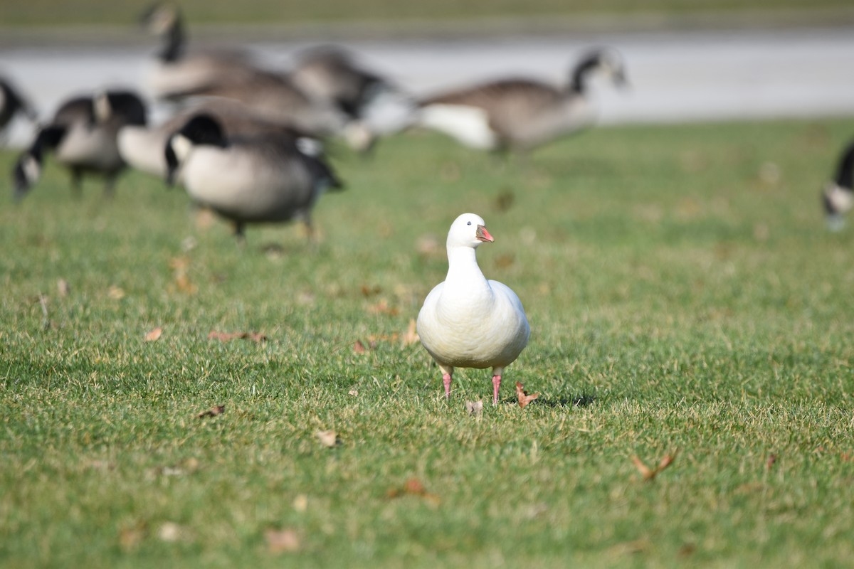 Ross's Goose - ML612506629