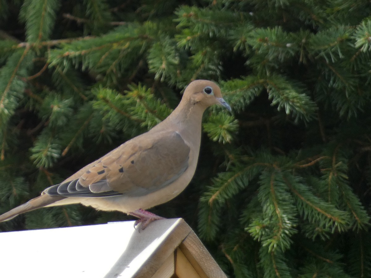 Mourning Dove - ML612506635