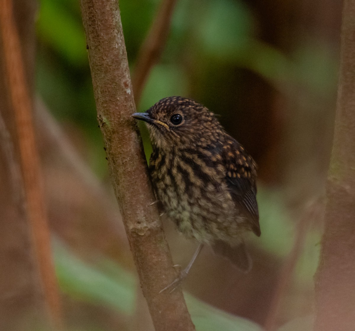 Nilgiri Flycatcher - ML612506708