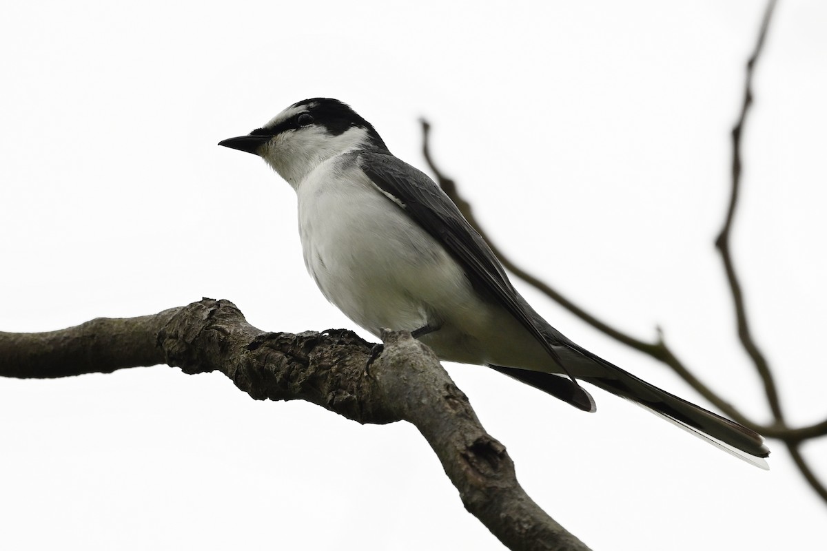 Ashy Minivet - Zhao-Hui(釗輝) LIN(林)