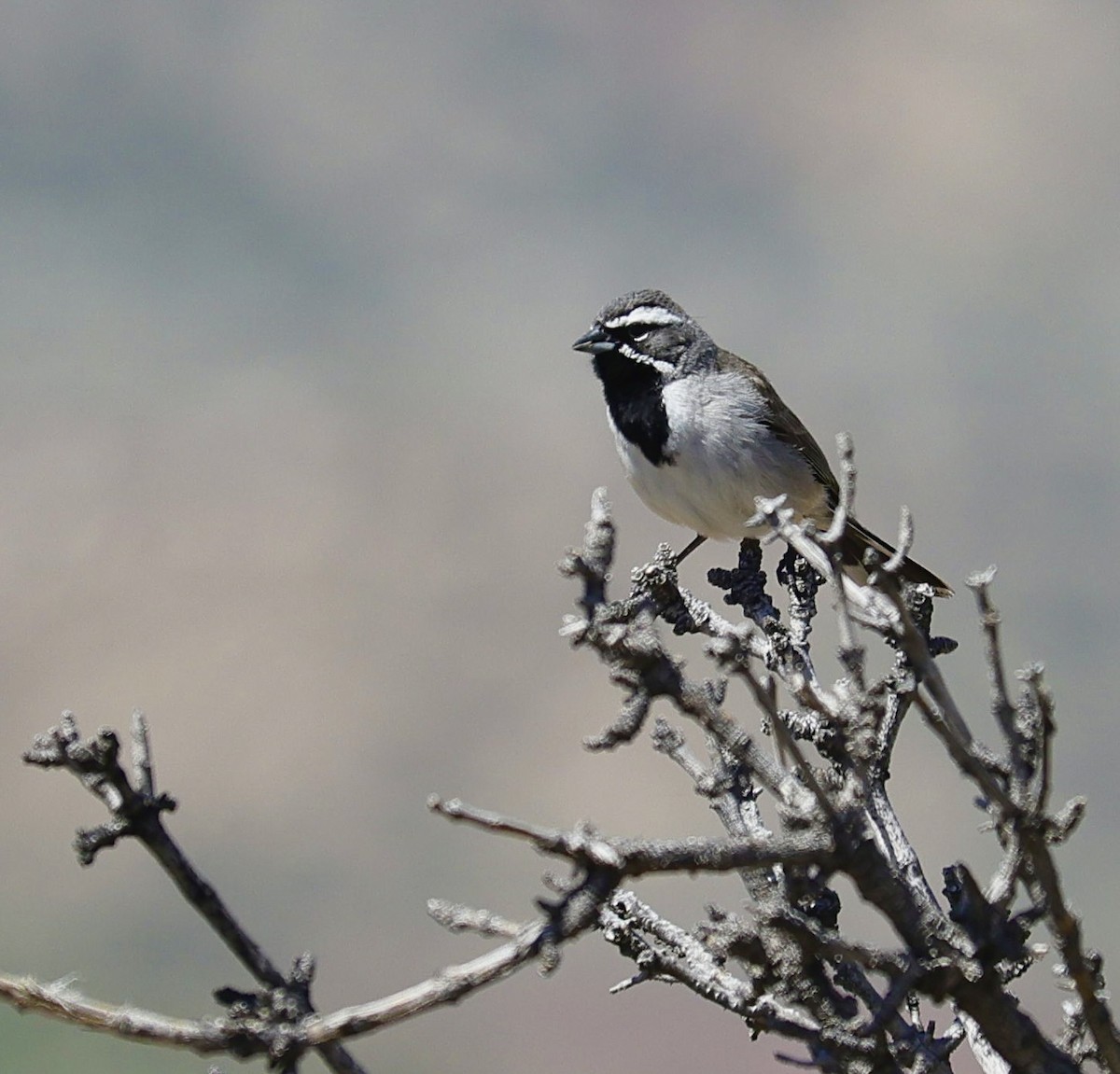 Black-throated Sparrow - ML612506943