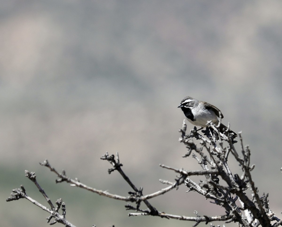 Black-throated Sparrow - ML612506944