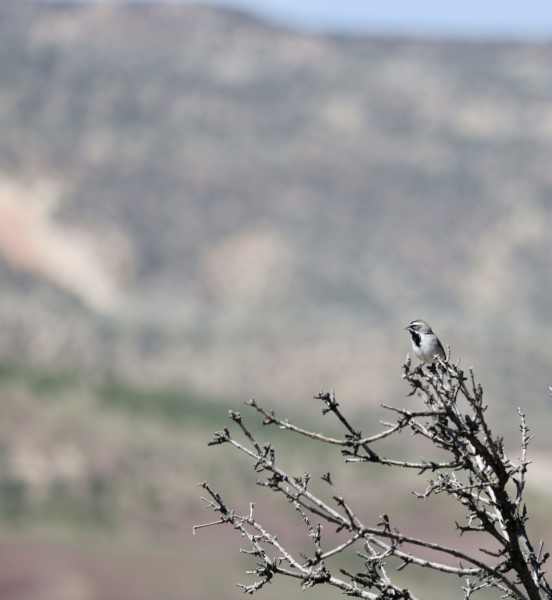 Black-throated Sparrow - ML612506945