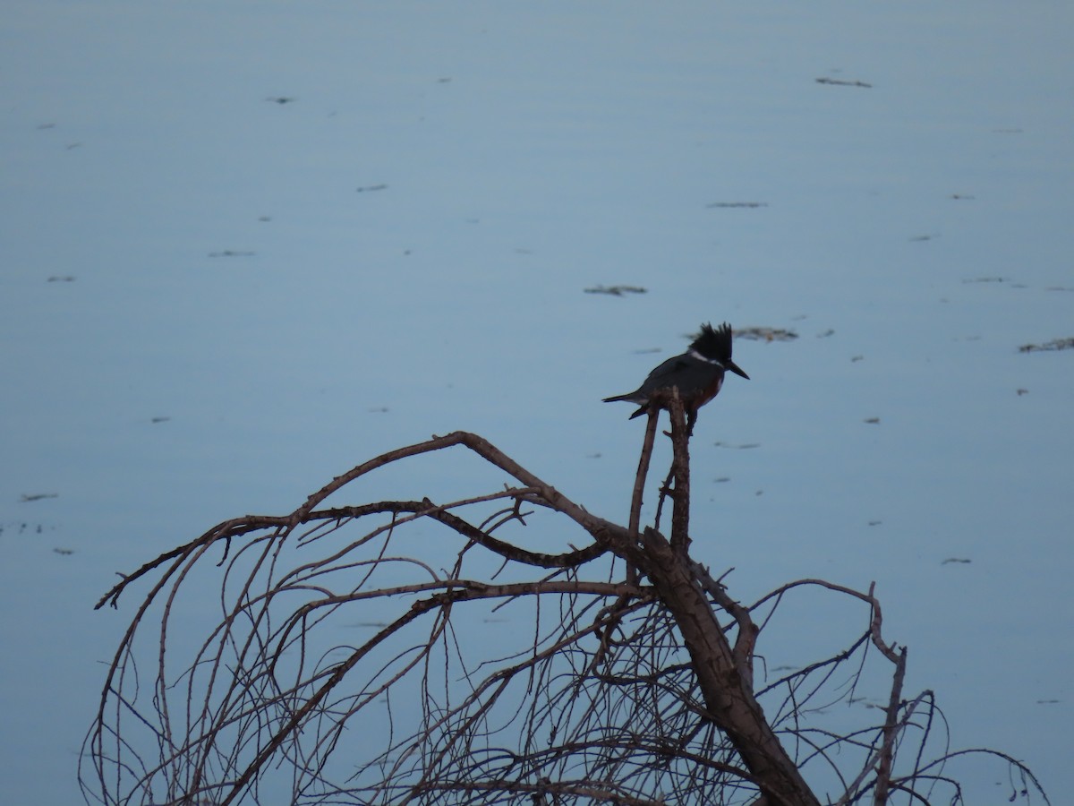 Belted Kingfisher - ML612506953