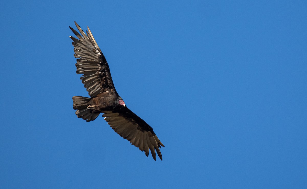 Turkey Vulture (Northern) - Forest Botial-Jarvis