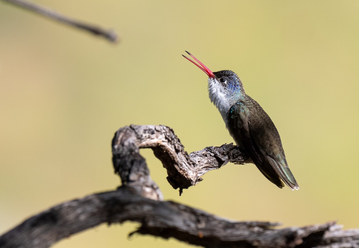 Violet-crowned Hummingbird - Forest Botial-Jarvis