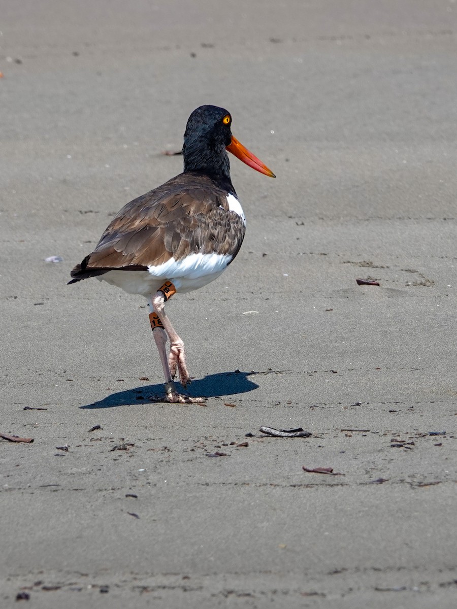 American Oystercatcher - ML612507202