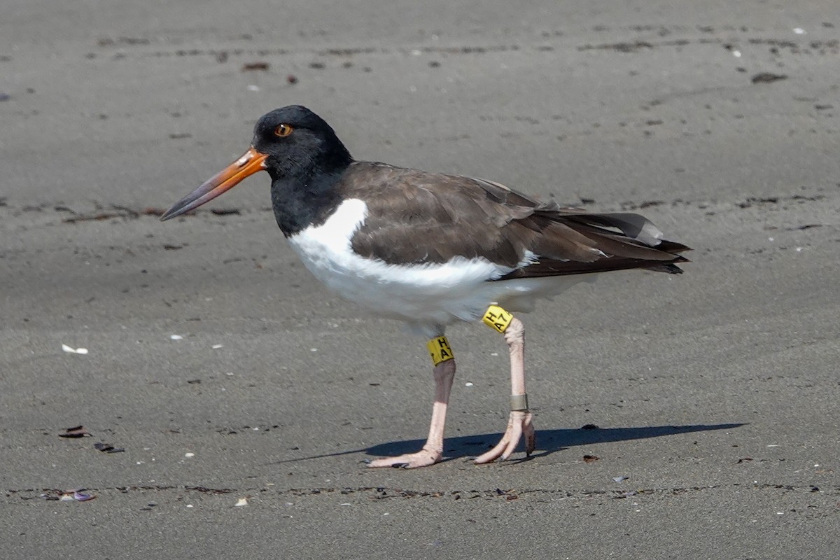 American Oystercatcher - ML612507203