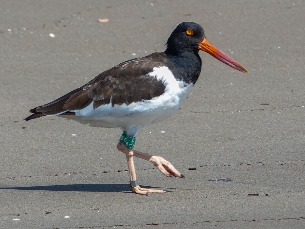 American Oystercatcher - ML612507204