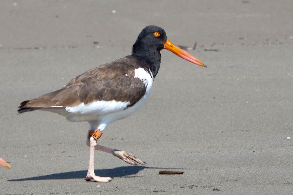 American Oystercatcher - Alvaro Moisés Calderón