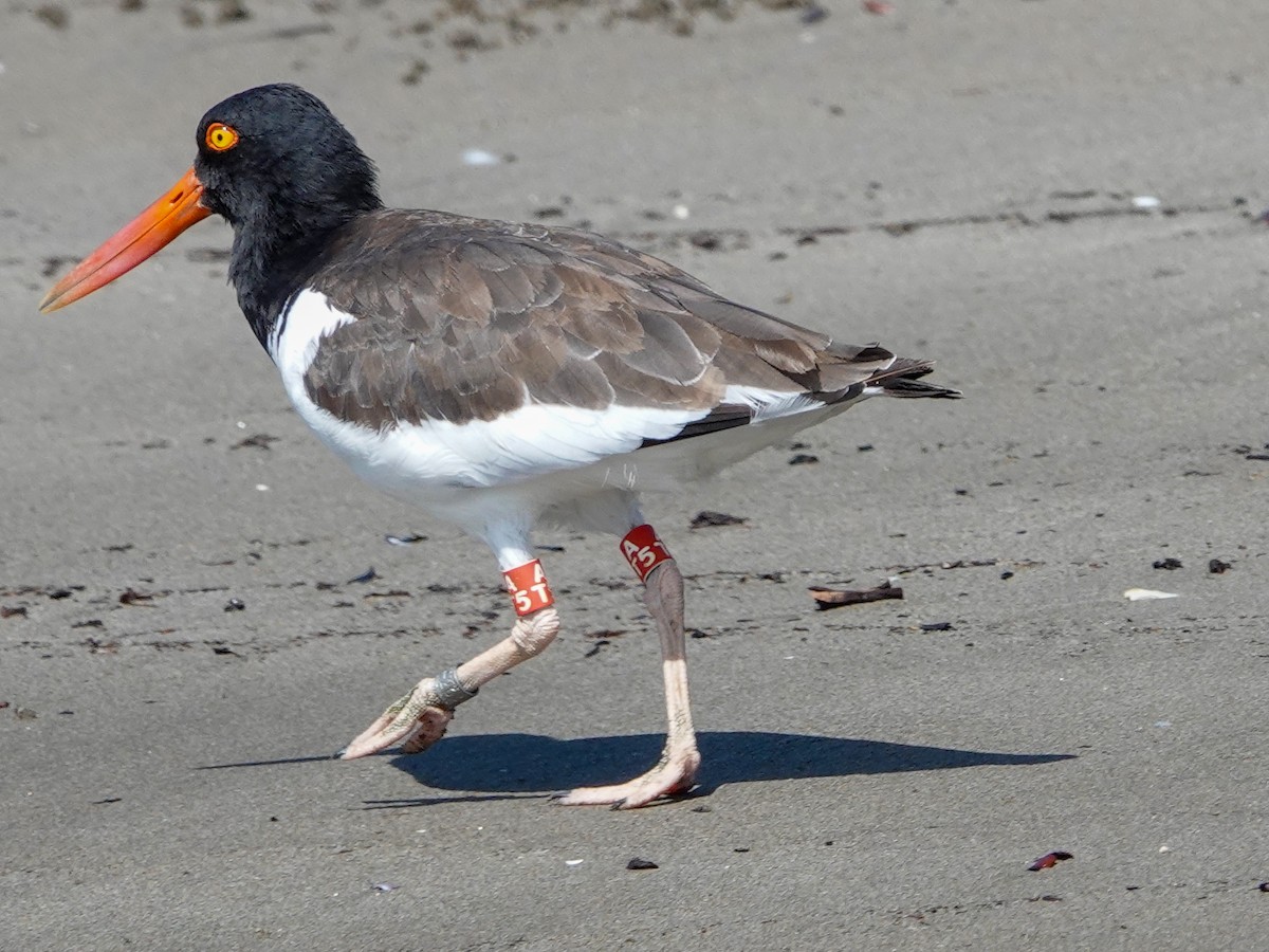 American Oystercatcher - ML612507206