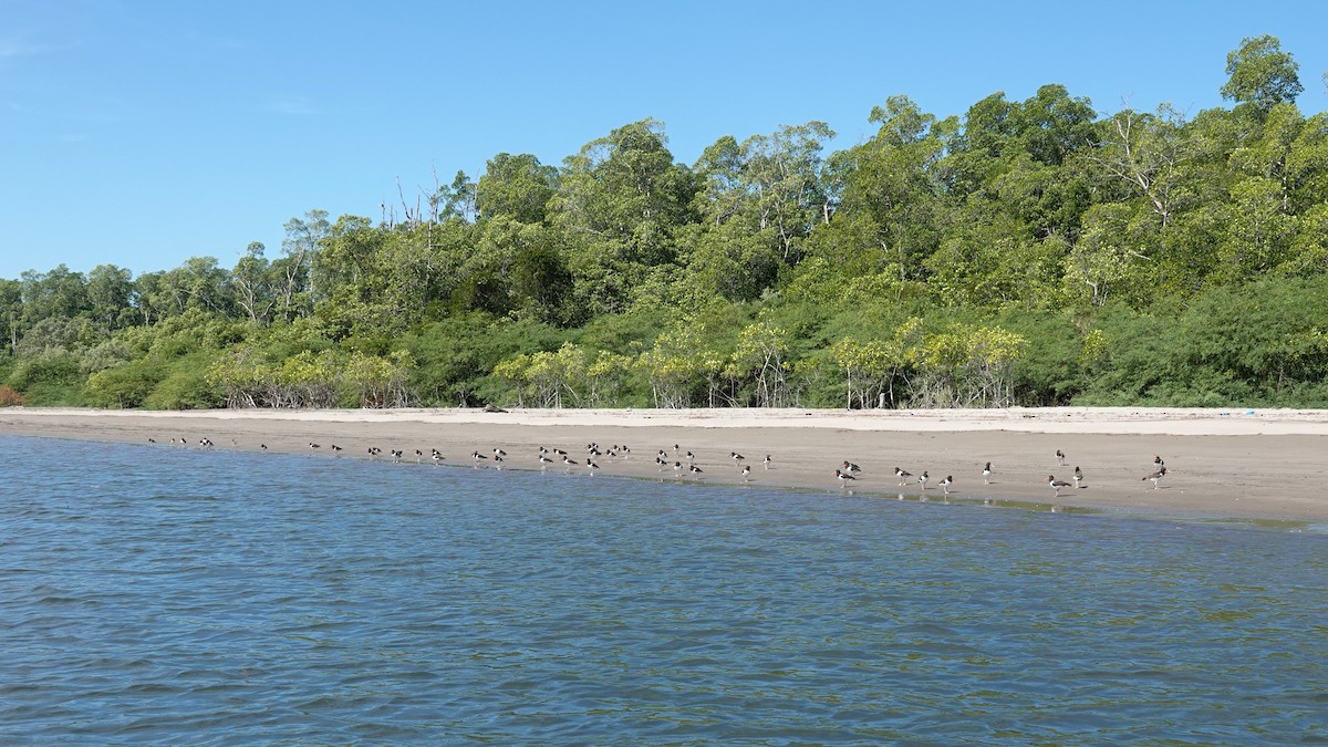 American Oystercatcher - ML612507207