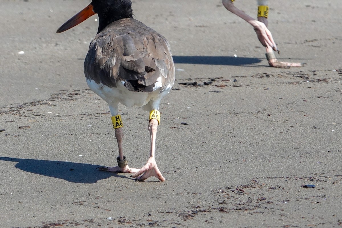 American Oystercatcher - ML612507208