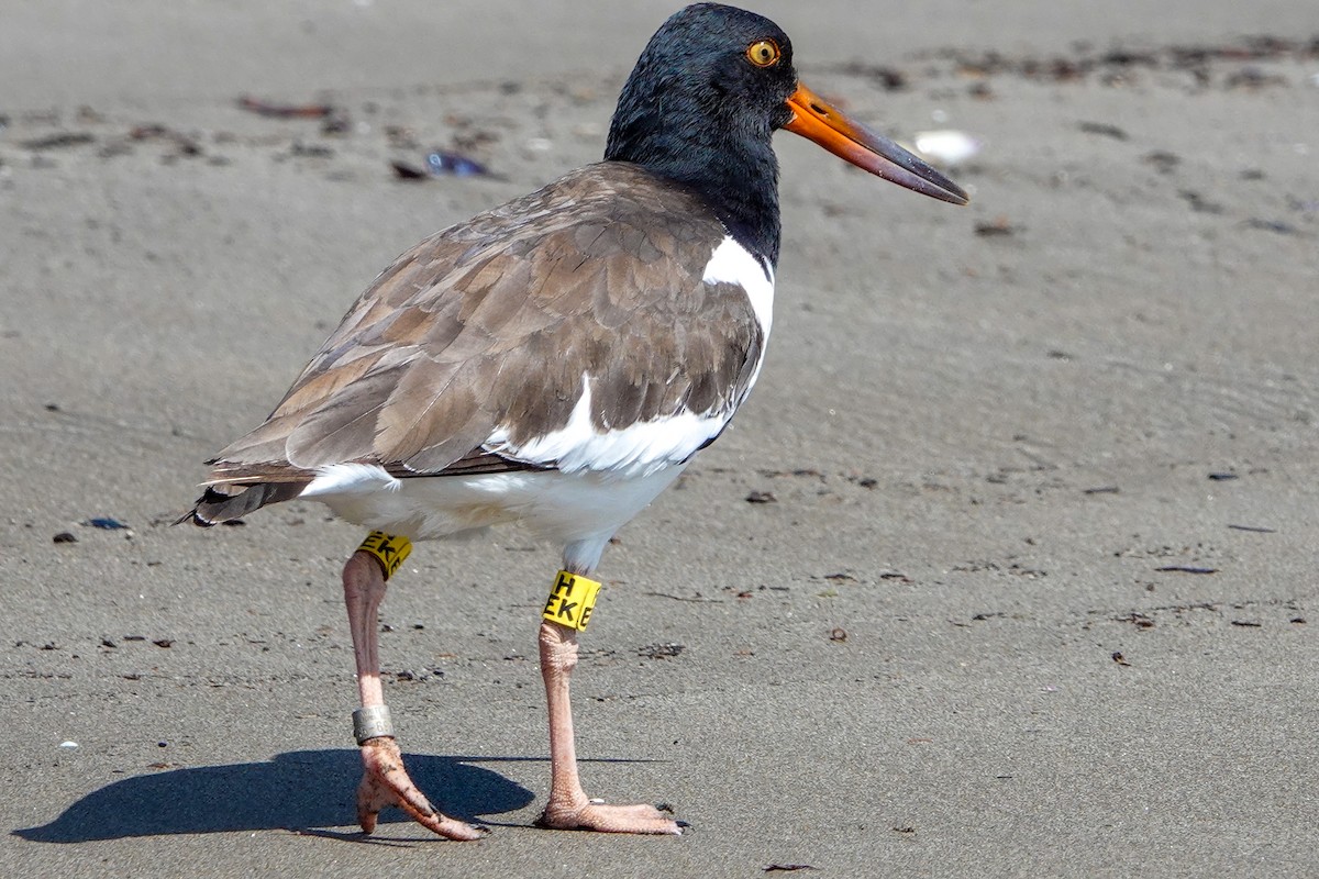 American Oystercatcher - ML612507211