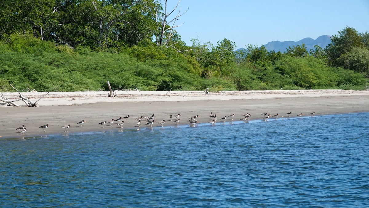 American Oystercatcher - ML612507212