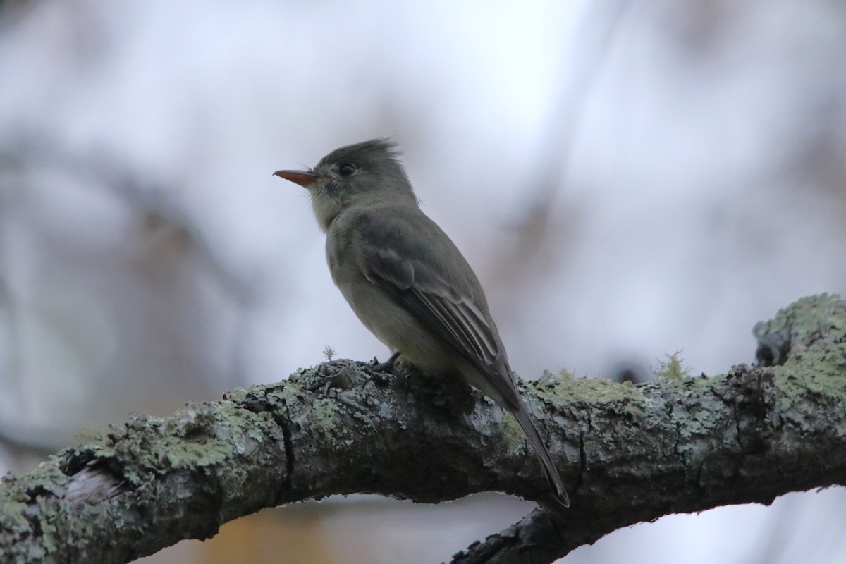 Greater Pewee - ML612507224