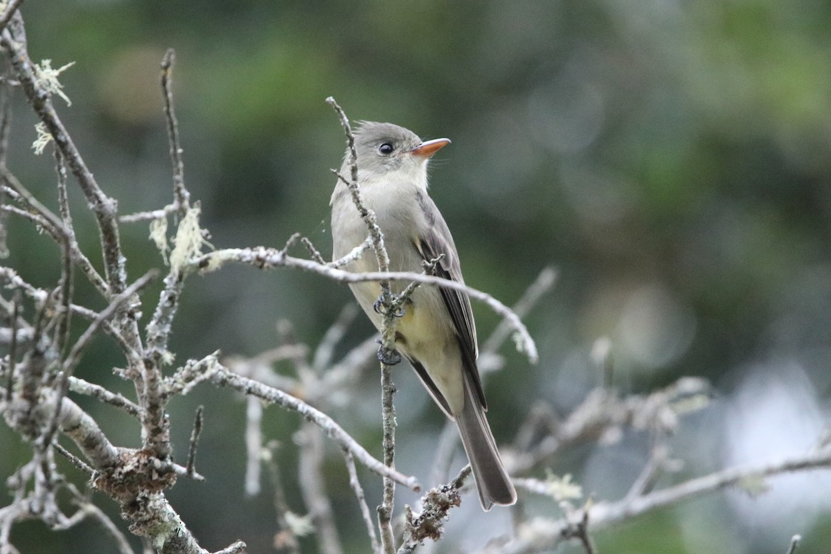 Greater Pewee - ML612507225