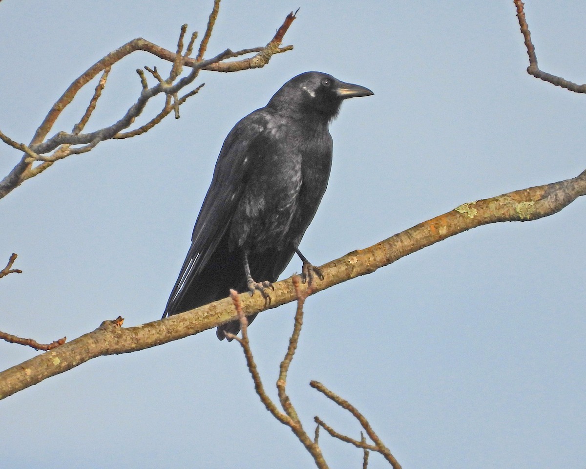 American Crow - ML612507228