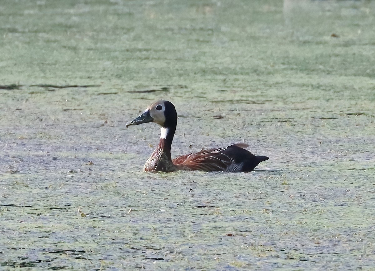 White-faced Whistling-Duck - ML612507278