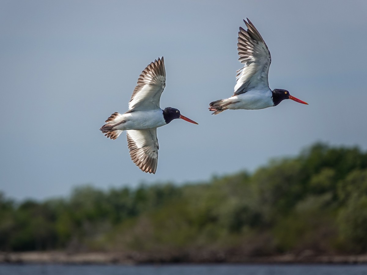 American Oystercatcher - Alvaro Moisés Calderón